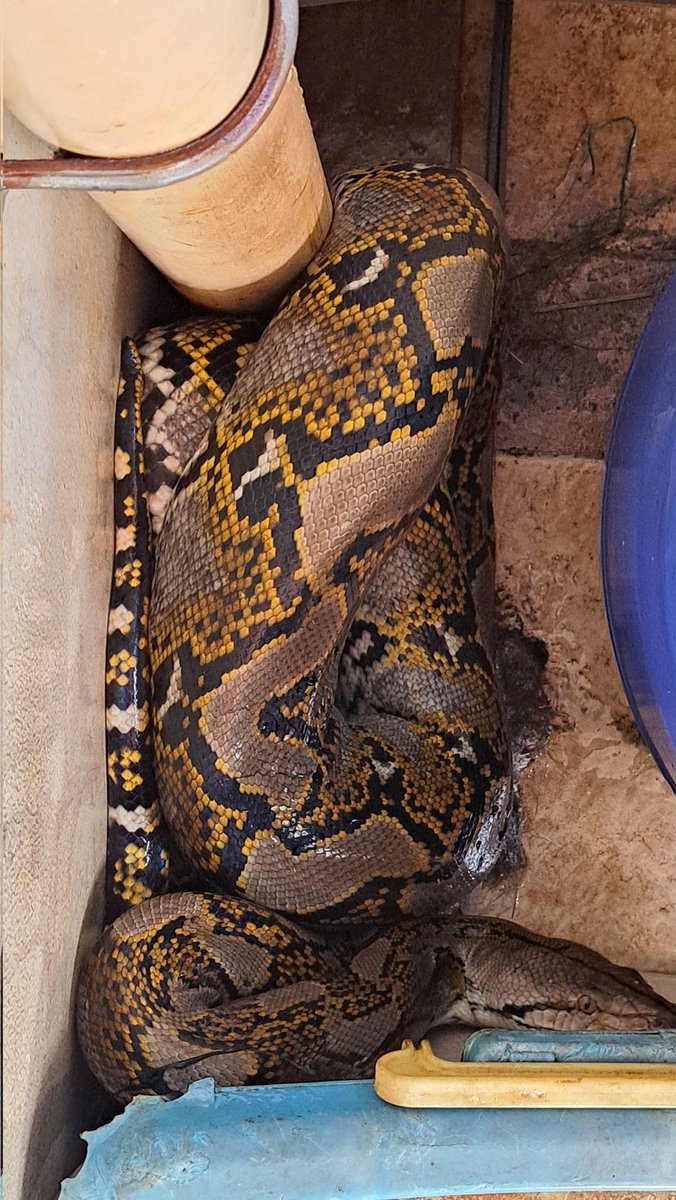 kustamsi_ciko's tweet image. Ular Phyton masuk carport.. dari mana asalnya jika di perkotaan? #ular #phyton #bekasi #jakasetia #damkar #112 #infobekasi