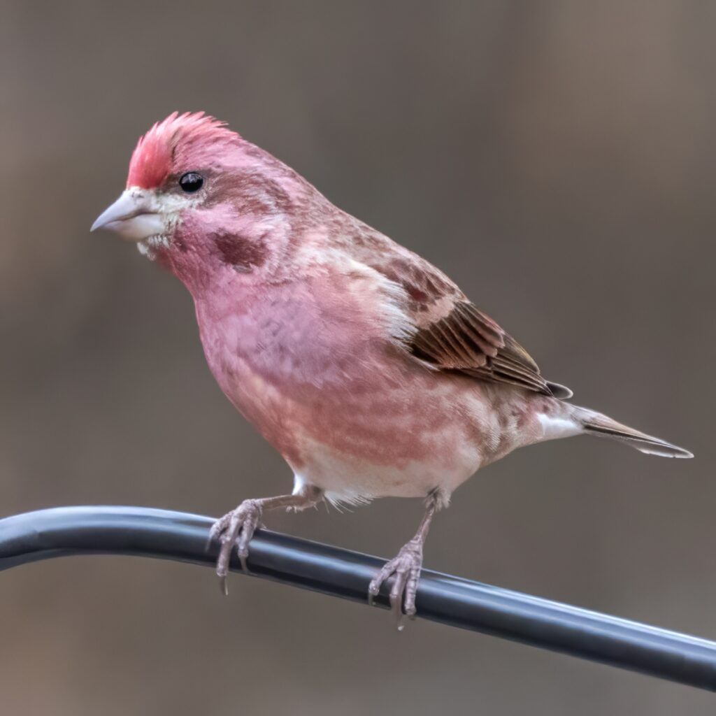 Purple Finches have a deep, red raspberry color &amp; strong facial markings. They mainly eat seeds of coniferous trees and elms, and will also eat soft buds, nectar, fruit &amp; more. At feeders, they may eat sunflower seeds, nyjer, and millet. Have they visited you?

📷: Pete Followill