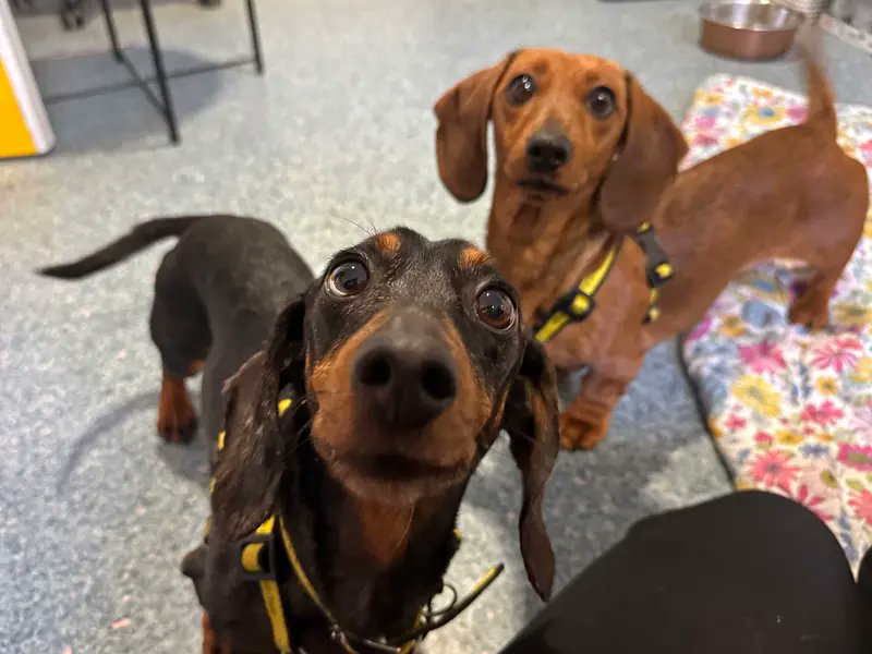 Pixie and Fendi are mother and daughter 💛 The are looking for a forever home together. Tag your mum/daughter if you are besties like these two 🐶 
<a href="/DT_Shoreham/">Dogs Trust Shoreham</a>