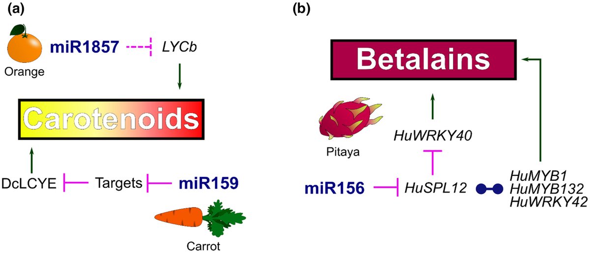 NewPhyt's tweet image. Painting the plant body: #pigment #biosynthetic pathways regulated by small #RNAs

A #ResearchReview by Barrera Rojas et al.
👇

📖 nph.onlinelibrary.wiley.com/doi/10.1111/np…

#LatestIssue @wileyplantsci