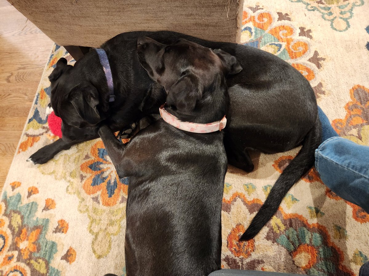 jgarzik's tweet photo. Zoomer using Woof-tater as a pillow. #dogposting https://t.co/KFTDcqJsJC