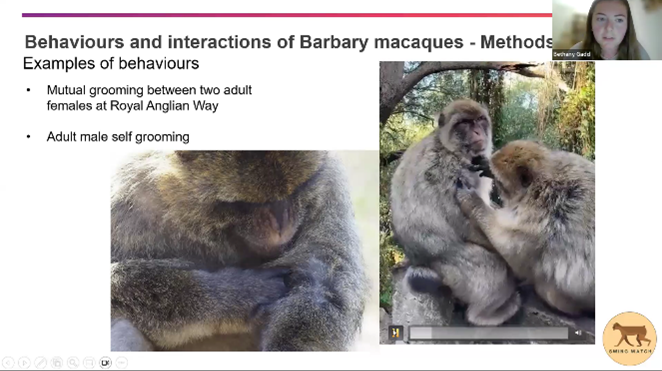 Uni_Gib's tweet photo. Yesterday, PhD student Bethany Gadd delivered a webinar to 35+ attendees from 8 countries, exploring Gibraltar's macaques, their interactions with residents, and the role of citizen science in their management.

Thank you to all who joined!

#UniversityofGibraltar https://t.co/JPmZL5ljt3