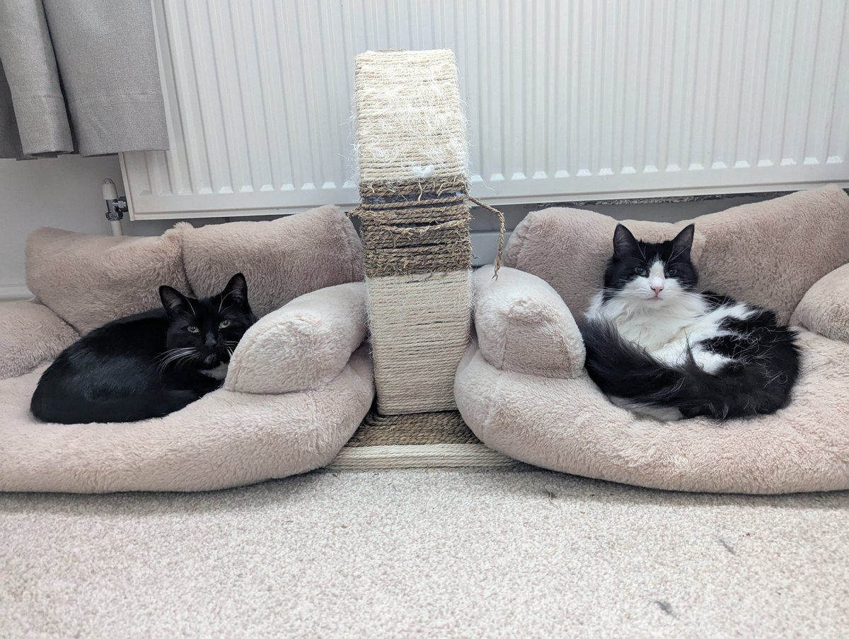MunchBenji's tweet photo. Dis is ma nanny and granddad's catz. I wud lubz to play wiv dem wun day 
#CatsOfTwitter #AdoptDontShop #Cats #TuxedoCats https://t.co/TDKO2PWpTT