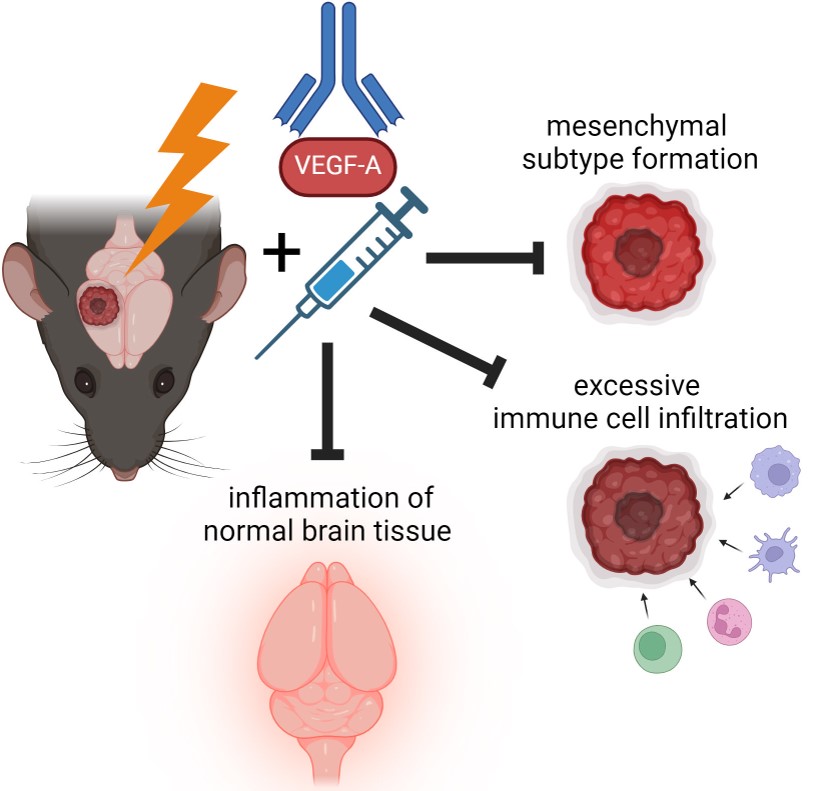 Michael Orth (@molradonc_tub) on Twitter photo New paper from our groups <a href="/UKT_RadOnc/">UKT Radiation Oncology</a>, <a href="/MaxNiyazi/">Max Niyazi</a>, <a href="/MolRadOnc_Tub/">Michael Orth</a>, <a href="/LMU_RadOnc/">LMU Radiation Oncology</a>, <a href="/HelmholtzMunich/">Helmholtz Munich | @HelmholtzMunich</a> providing a preclinical rationale for implementing #Bevacizumab in radio(chemo)therapy-treated glioblastoma patients to reduce radionecrosis levels. doi.org/10.1002/adtp.2… New paper from our groups <a href="/UKT_RadOnc/">UKT Radiation Oncology</a>, <a href="/MaxNiyazi/">Max Niyazi</a>, <a href="/MolRadOnc_Tub/">Michael Orth</a>, <a href="/LMU_RadOnc/">LMU Radiation Oncology</a>, <a href="/HelmholtzMunich/">Helmholtz Munich | @HelmholtzMunich</a> providing a preclinical rationale for implementing #Bevacizumab in radio(chemo)therapy-treated glioblastoma patients to reduce radionecrosis levels. doi.org/10.1002/adtp.2…