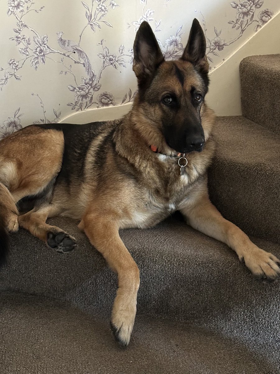 HuntzS's tweet photo. @rickygervais This is such sad news. What a beautiful animal she was. She was the reason we chose a short haired GSD. 😢 https://t.co/hGYVS9aZwr