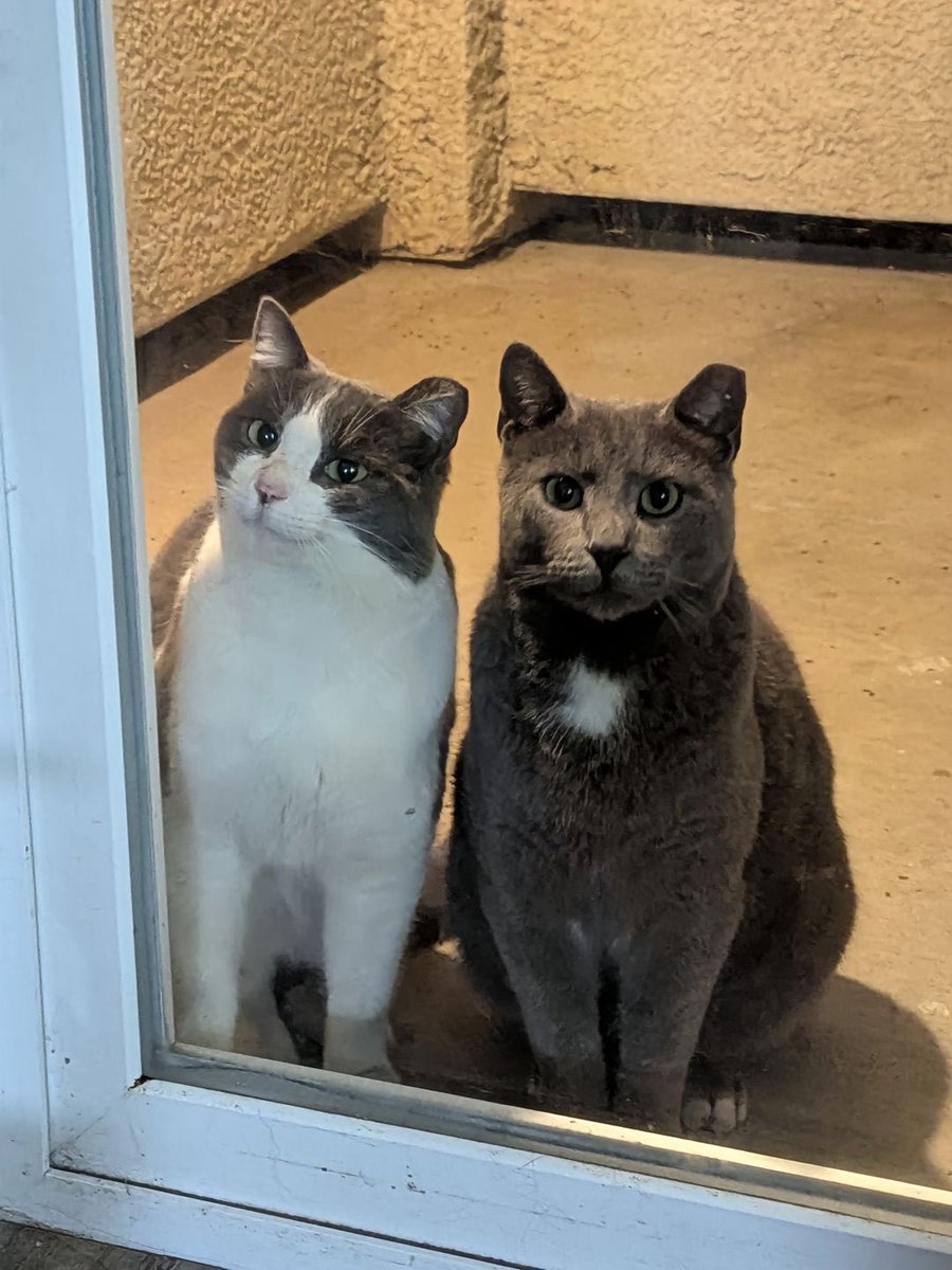 Beyaz olan son fotoğrafta gülümsüyor.. pozitif😍