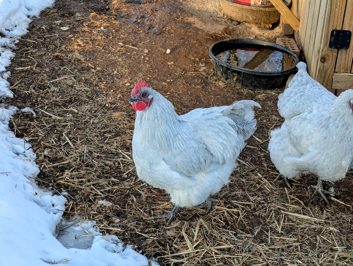 Young English lavender Orphington Cockerel.

#chicken