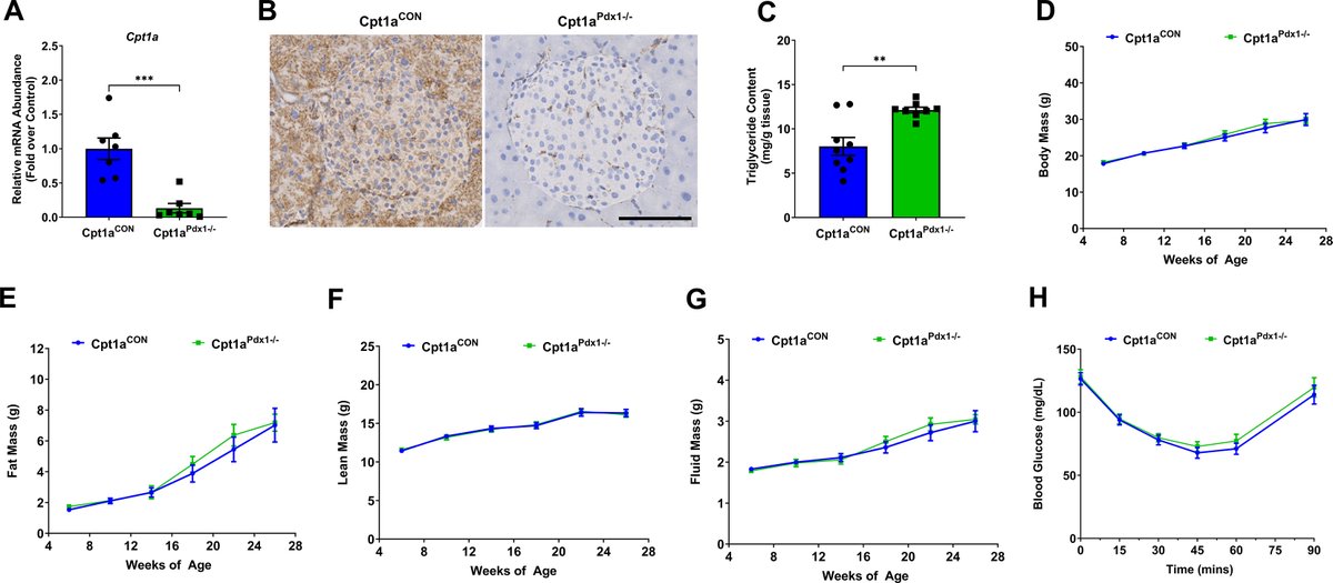 jbiolchem's tweet photo. New in JBC press: "Pancreatic expression of CPT1A is essential for whole body glucose homeostasis by supporting glucose-stimulated insulin secretion."
Learn more:
https://t.co/Co59DFR6GO https://t.co/WY8wwkI728