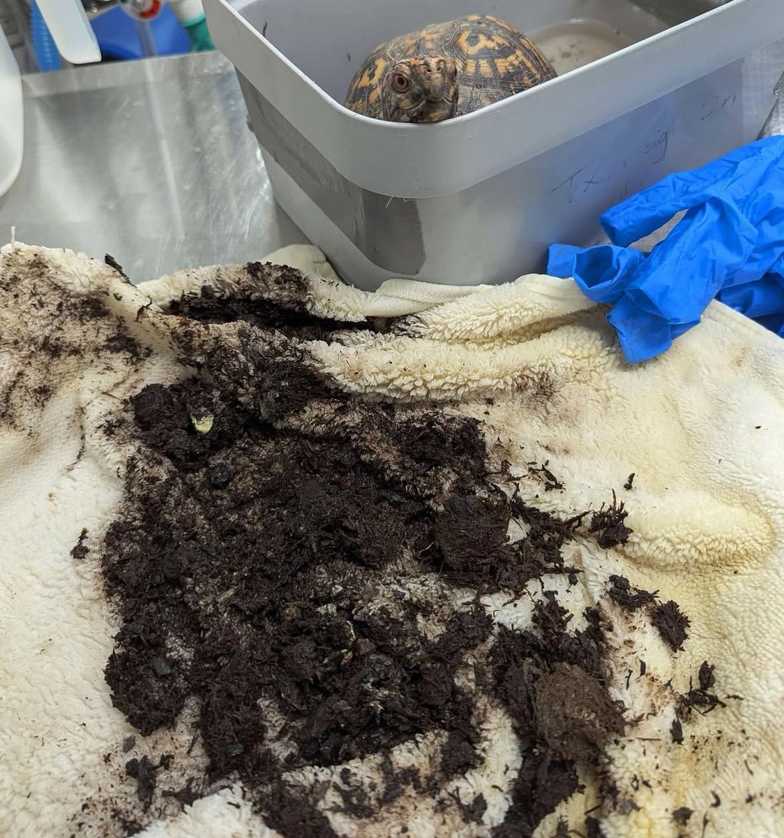 DCCityWildlife's tweet image. This #EasternBoxTurtle came to us in late August, presenting with some peculiar problems. Namely, a whopping 60 grams of dirt lodged in the backside of his shell! 😦

#boxturtle #washingtonian #washdc #herpetology