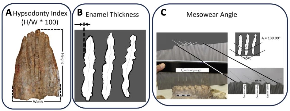PCI Paleontology tweet media