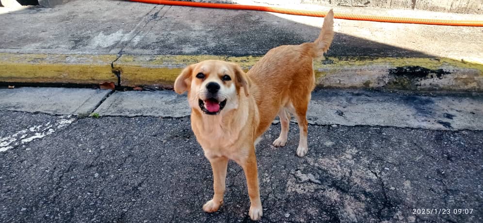 Difundo. Ella es Pelusa la perra del terminal de Oriente, que necesita un hogar urgente  para sacarla del peligro del terminal, es muy cariñosa y dócil, por favor DIFUNDIR hasta que encuentre un hogar que la quieran contacto 04143662974