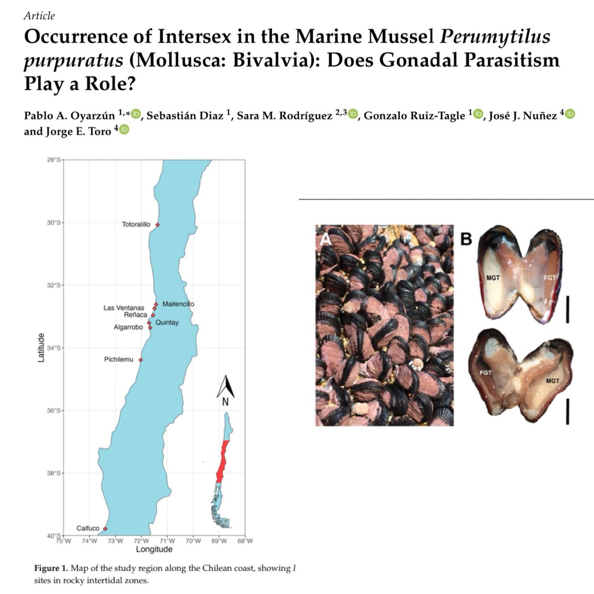 P_oyarzun's tweet photo. 🌊 🔬 último trabajo #choritosLab sobre la presencia de intersexualidad en un molusco marino clave de la costa chilena. Analizamos 8 localidades,una de ellas Puchuncaví, muy interesante lo que encontramos ahí con los parásitos @SaMaRoSan @Vrid_Unab https://t.co/Co8eIHtE8s https://t.co/HsDj2TVMZj