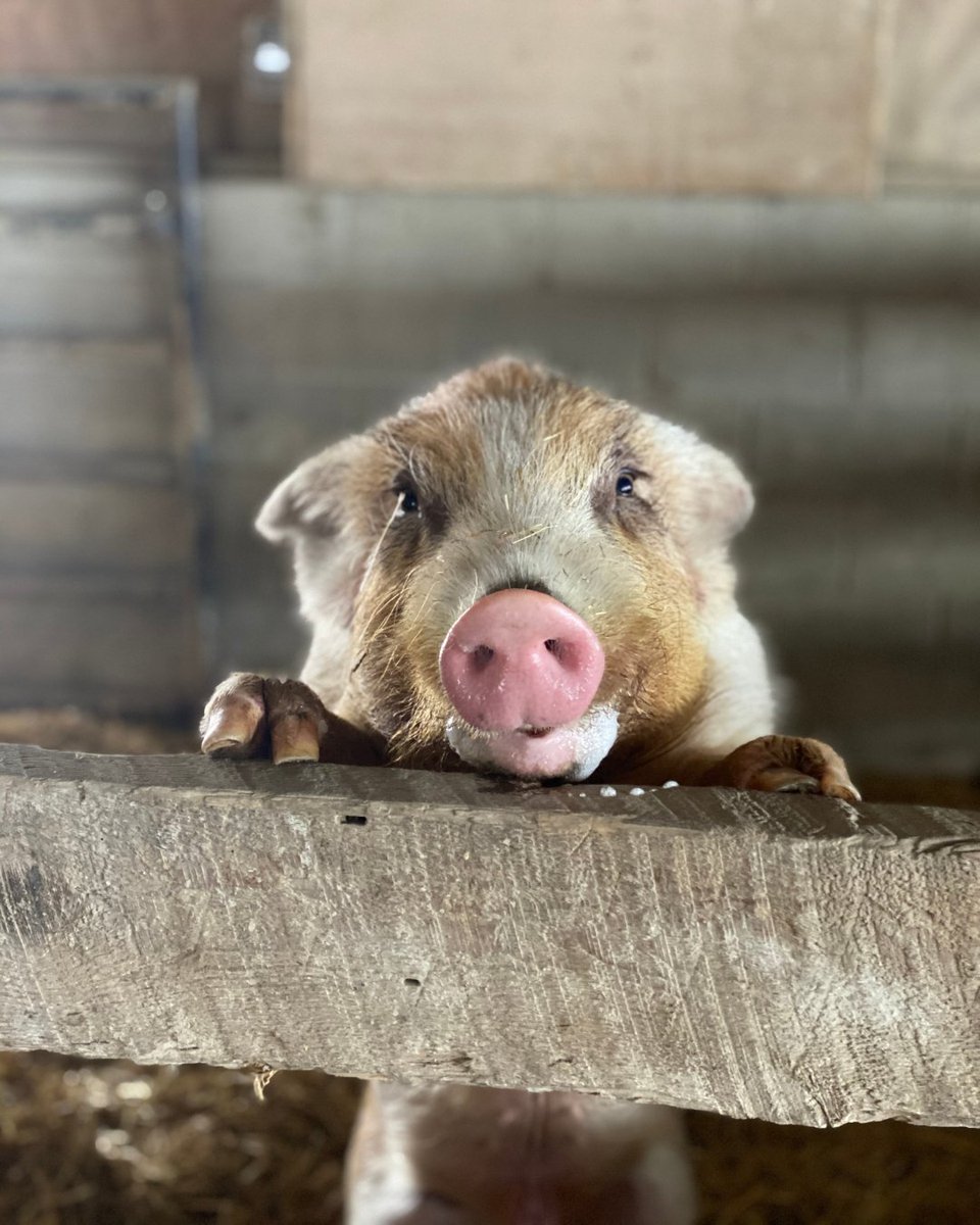 Farm Sanctuary tweet media