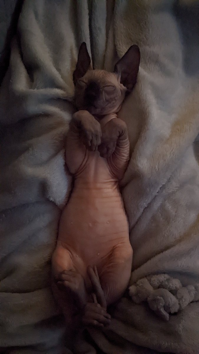 AndrewBrownOSU's tweet photo. @BeardedBlevins Dobby 🤣 https://t.co/TA87FPyJ6A