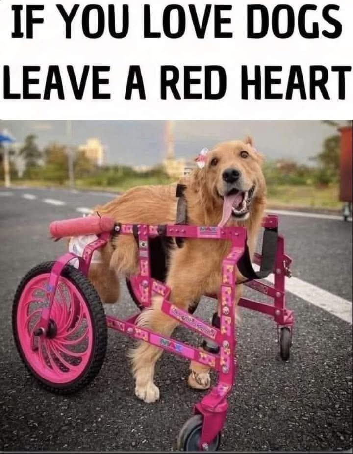 𝕏 Dogs tweet media