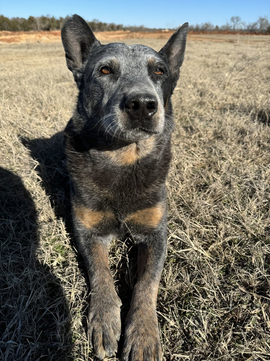 TexasTrumpTrain's tweet photo. Diesel says hello X. 👋 Where are my friends at today? 🐶🐈🐷🐴🐄🐐 https://t.co/NpAyXRzWZm
