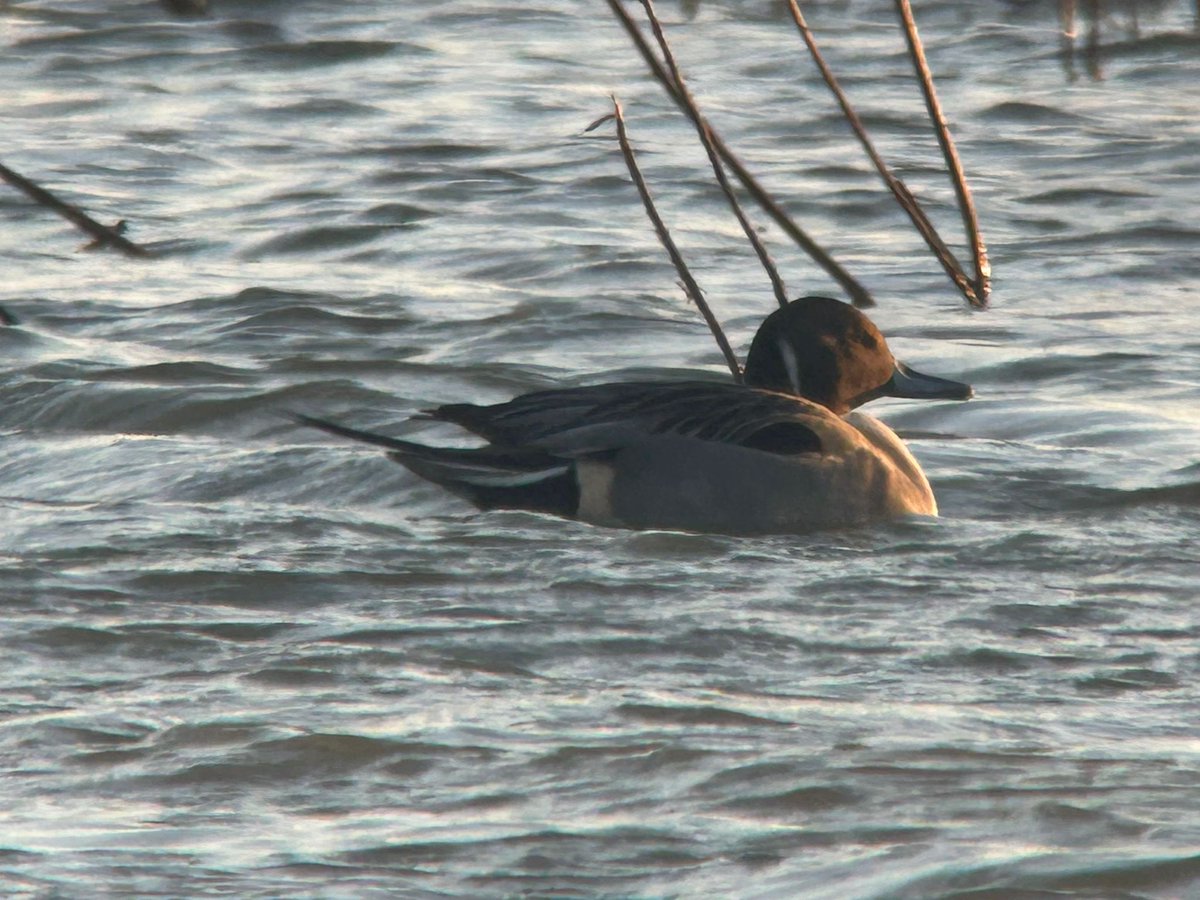 Tyttenhanger GP tweet media