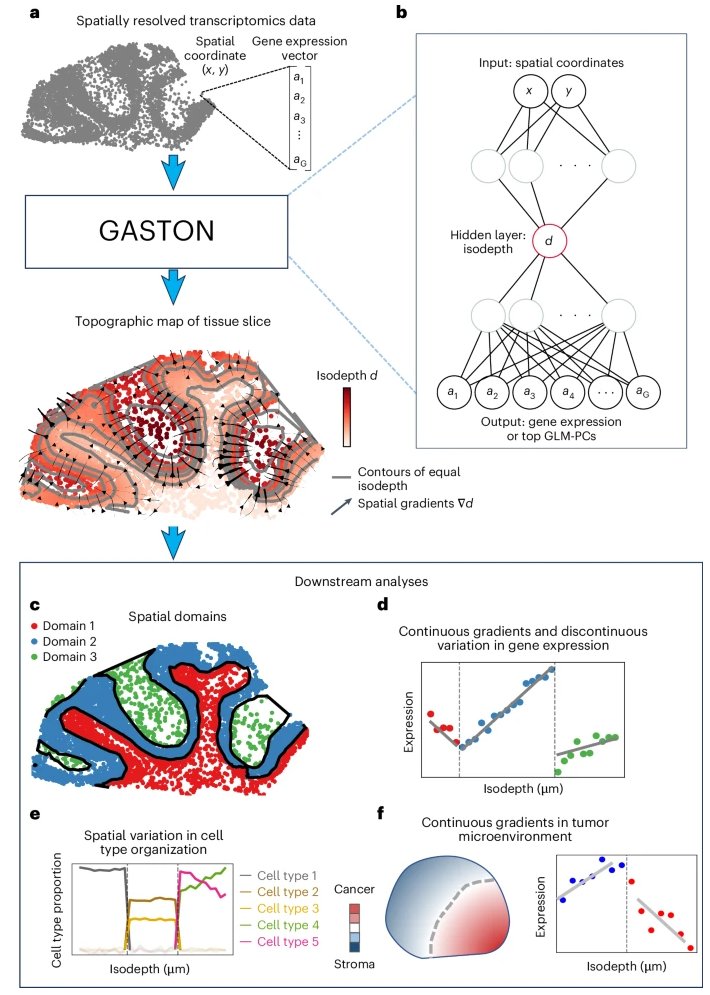 Nature Methods (@naturemethods) on Twitter photo Gene expression topography analysis by GASTON portrays domain organization and spatial gradients of gene expression and cell type composition using spatially resolved transcriptomics data. <a href="/uthsavc/">Uthsav Chitra</a> <a href="/benjraphael/">Ben Raphael</a> <a href="/PrincetonCS/">Princeton Computer Science</a>
nature.com/articles/s4159… Gene expression topography analysis by GASTON portrays domain organization and spatial gradients of gene expression and cell type composition using spatially resolved transcriptomics data. <a href="/uthsavc/">Uthsav Chitra</a> <a href="/benjraphael/">Ben Raphael</a> <a href="/PrincetonCS/">Princeton Computer Science</a>
nature.com/articles/s4159…