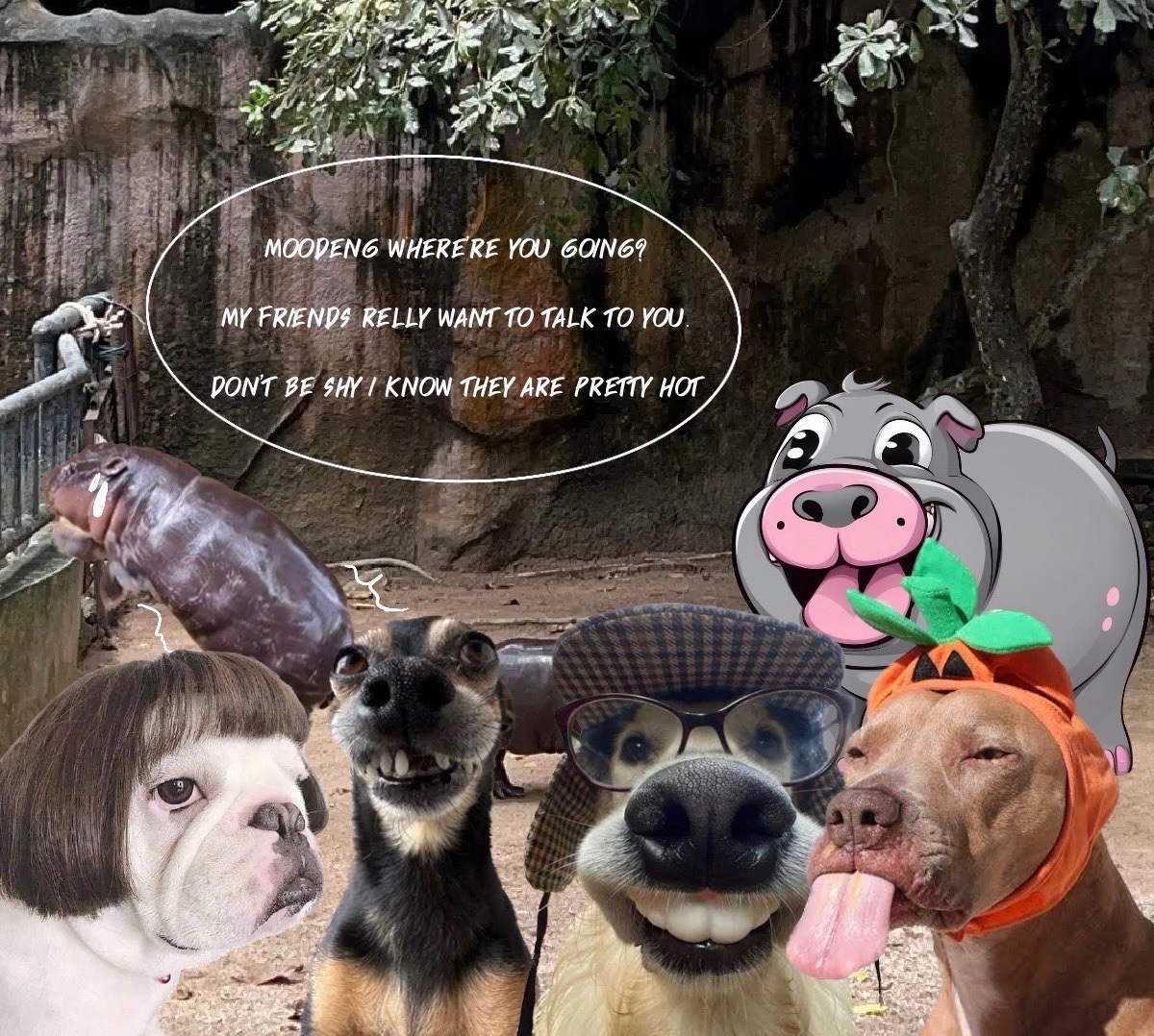 Dogdeng is too funny 😂😂 Moodeng is on his way to buy $DOGDENG now 😂🦛🚀