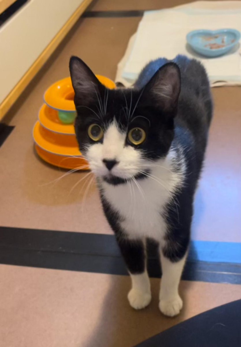 rescueridge's tweet photo. Location:  Foster home in Monmouth County, NJ 

Sterling is a beautiful tuxedo cat, estimated to be around 2-3 years old. Her journey began in a dangerous parking lot in Elizabeth, where she was found caring for her newborn kittens. Thanks to her love and dedication, her babies https://t.co/j0LneXsmOL