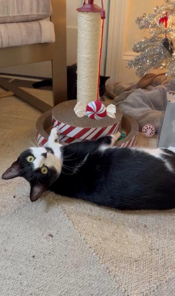 Location:  Foster home in Monmouth County, NJ 

Sterling is a beautiful tuxedo cat, estimated to be around 2-3 years old. Her journey began in a dangerous parking lot in Elizabeth, where she was found caring for her newborn kittens. Thanks to her love and dedication, her babies
