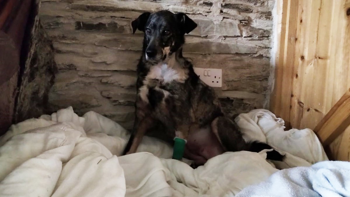 Jessie’s 10-Day Milestone: Thanks to $Neiro! 💛

We have amazing news - Jessie is home! Today marks 10 days post-op, and she has officially made it through the critical period. The vets are now optimistic about her recovery, moving away from her original 40% chance of survival to