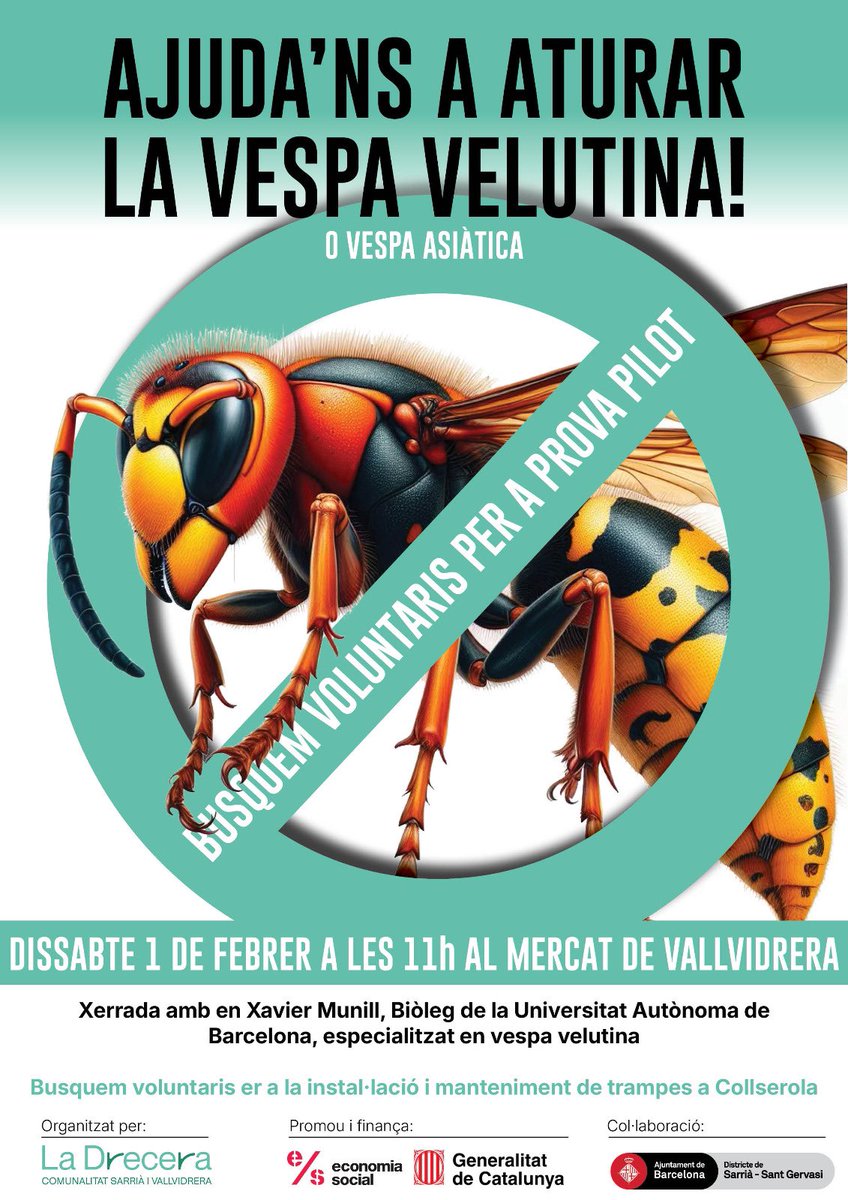 LaDreceraSv's tweet image. 🗓️Reserva’t la data! 
El projecte per combatre la vespa velutina a #Collserola tira endavant i necessita la teva ajuda! 🐝

📍1 de febrer a les 11h al @MercatCultural