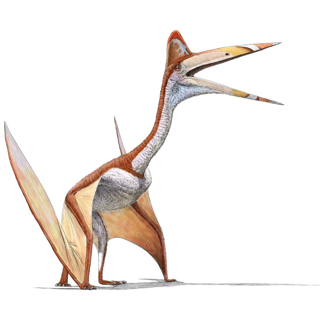 Royal Tyrrell Museum of Palaeontology tweet media