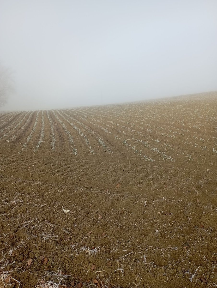 [#dansleschamps ]
Chut 🤫 
Dans le froid de l’hiver, l’ail Violet de Cadours est sorti de terre… il pousse tranquillement… C’est qu’il est solide notre ail 😉

#agriculture #occitanie #ail