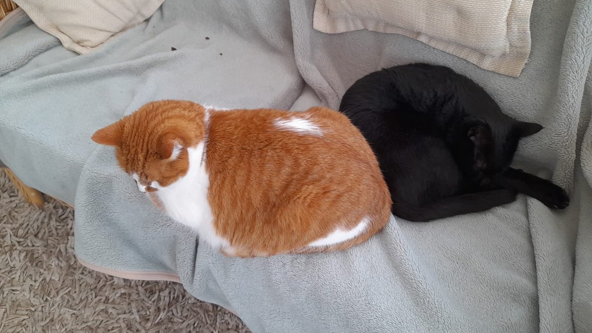 blind_tommy's tweet photo. Snuggles with @tripod_bertie. We are trying not to think about how dangerous the world is getting #Trump #Musk #Putin #Abdullah #Kim #alBashir so seriously thinking of leaving #Twitter https://t.co/gcxsgUJ2ds