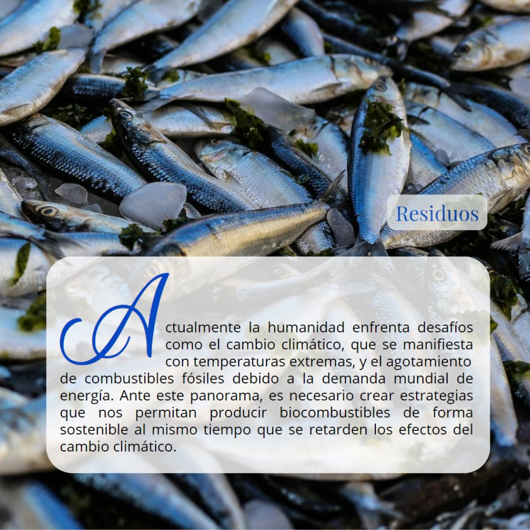 Revista_CyN's tweet photo. El ensilado de pescado transforma desechos en valiosos recursos nutritivos, ayudando a combatir el cambio climático 🌍
🔍 Revista 🚀 Ciencia y Naturaleza 🍀
 #RevistaCyN #Divulgación #Leer+
👉 https://t.co/EV7AUIiFUQ https://t.co/hXd7e1DYa7