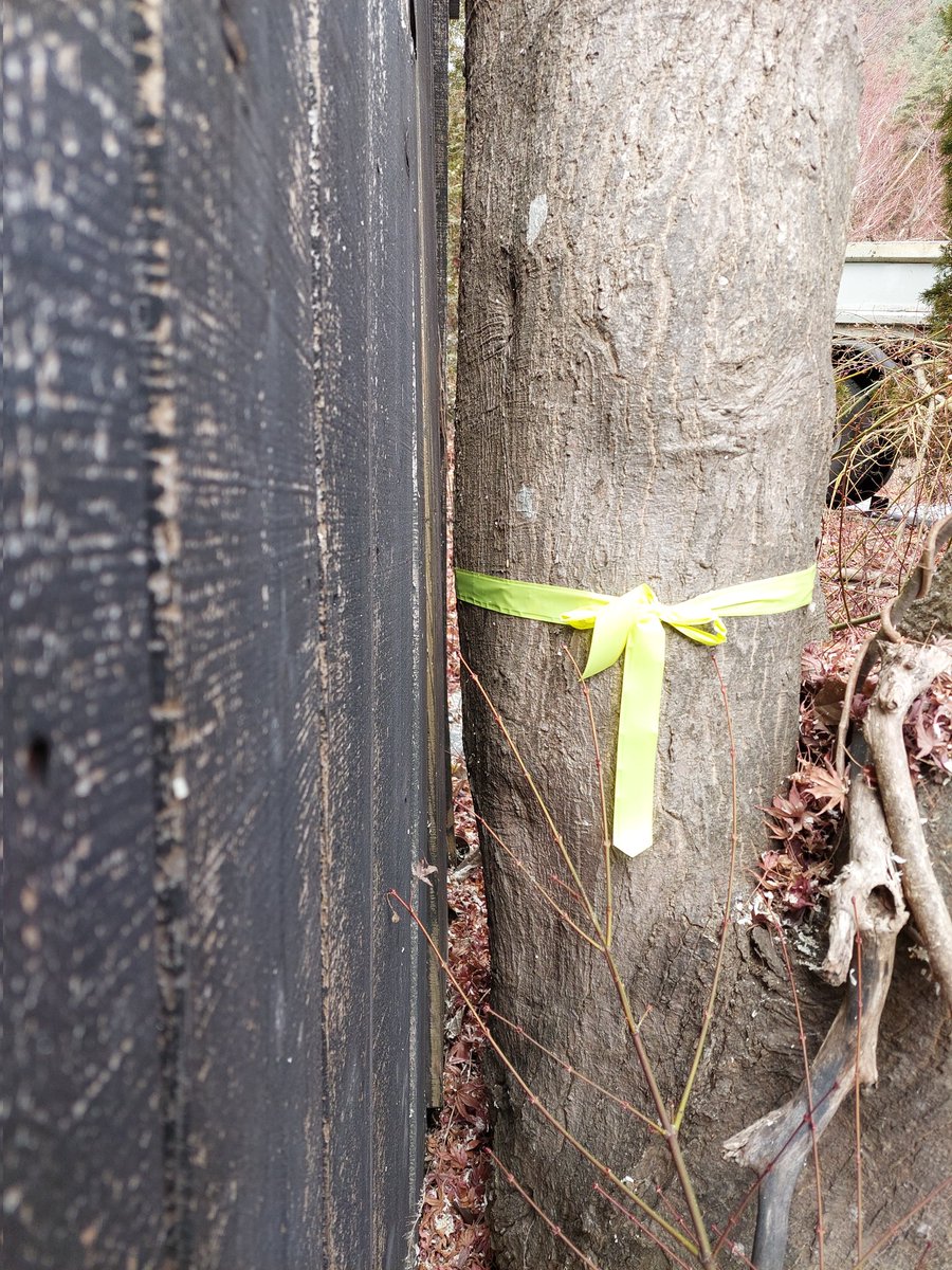 watajozouen's tweet image. Every day is a wonderful and fun day.🗻🤍💚🤍✨✨✨✨✨✨✨  建物から1cm　#良くやった　#すき間　#1cm　#集中力　#技術　#自分更新  #pruning #felling #富士山　#ポジティブに素敵な冬を　#剪定　#伐採　#造園　#landscaper #フェンダー越しの私の世界 #japan_daytime_view  #私には夢があります