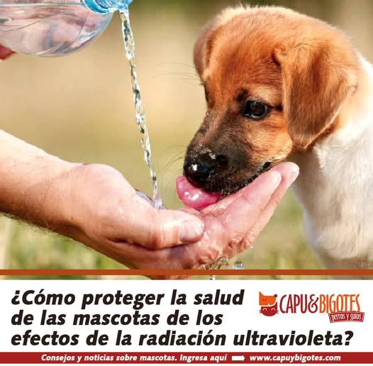 CapuyB's tweet image. ☀️🐶🐱Protege a tus #Mascotas del sol este #Verano! La radiación ultravioleta puede causar quemaduras, golpes de calor e incluso cáncer de piel en perros y gatos 
Aprende cómo cuidarlos con consejos de la veterinaria Cecilia Padilla 👉  wp.me/pb7hCB-9J1

#PetLovers #Mundo