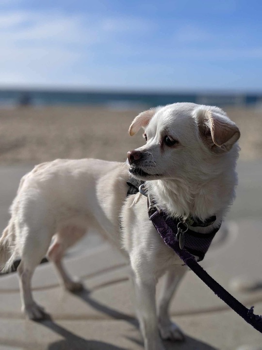 With heavy hearts but much love, we remember Cashew, who left us last week. We celebrate her long, joyful life and the happiness she brought into ours. May her memory continue to brighten our Mondays. 🌈🐾