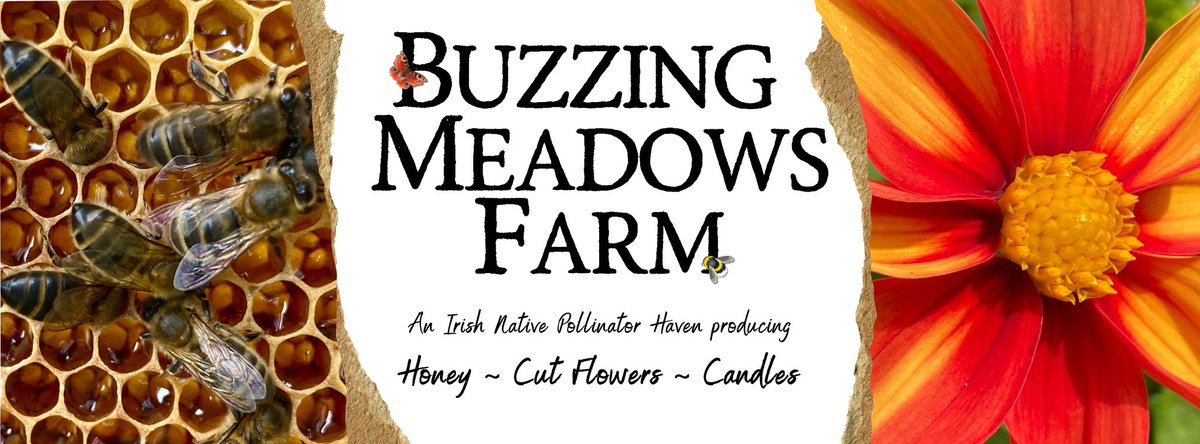 Buzzing Meadows for Diving Ireland Expo! Located in Co Clare near Lough Derg, Buzzing Meadows Farm offers high-quality honey, hive products through farmers markets, and stunning cut flowers. Come and visit their stand at the Expo in Nenagh, the weekend of March 29-30.