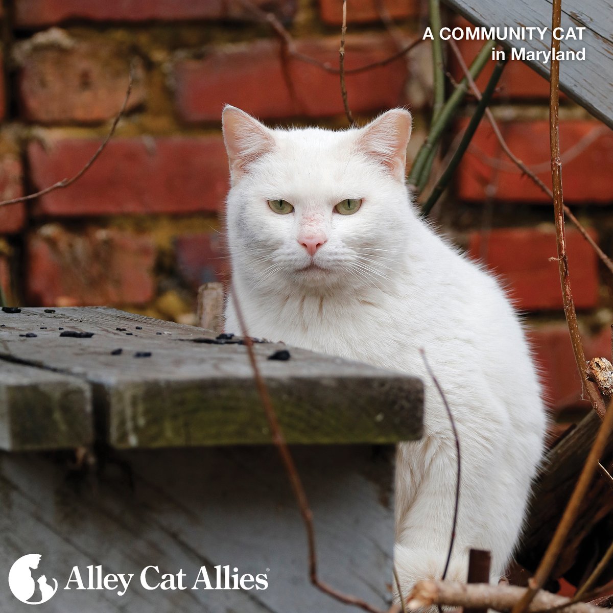 alleycatallies's tweet photo. Looking for resources in your area for community cats? From low-cost spay and neuter for #TNR to no-cost cat food, our Community Resource Tool™ is here to help. 🐈
With a few clicks, you can find local assistance:
👉 https://t.co/3x2cB243YK https://t.co/DcNQiz0eJT