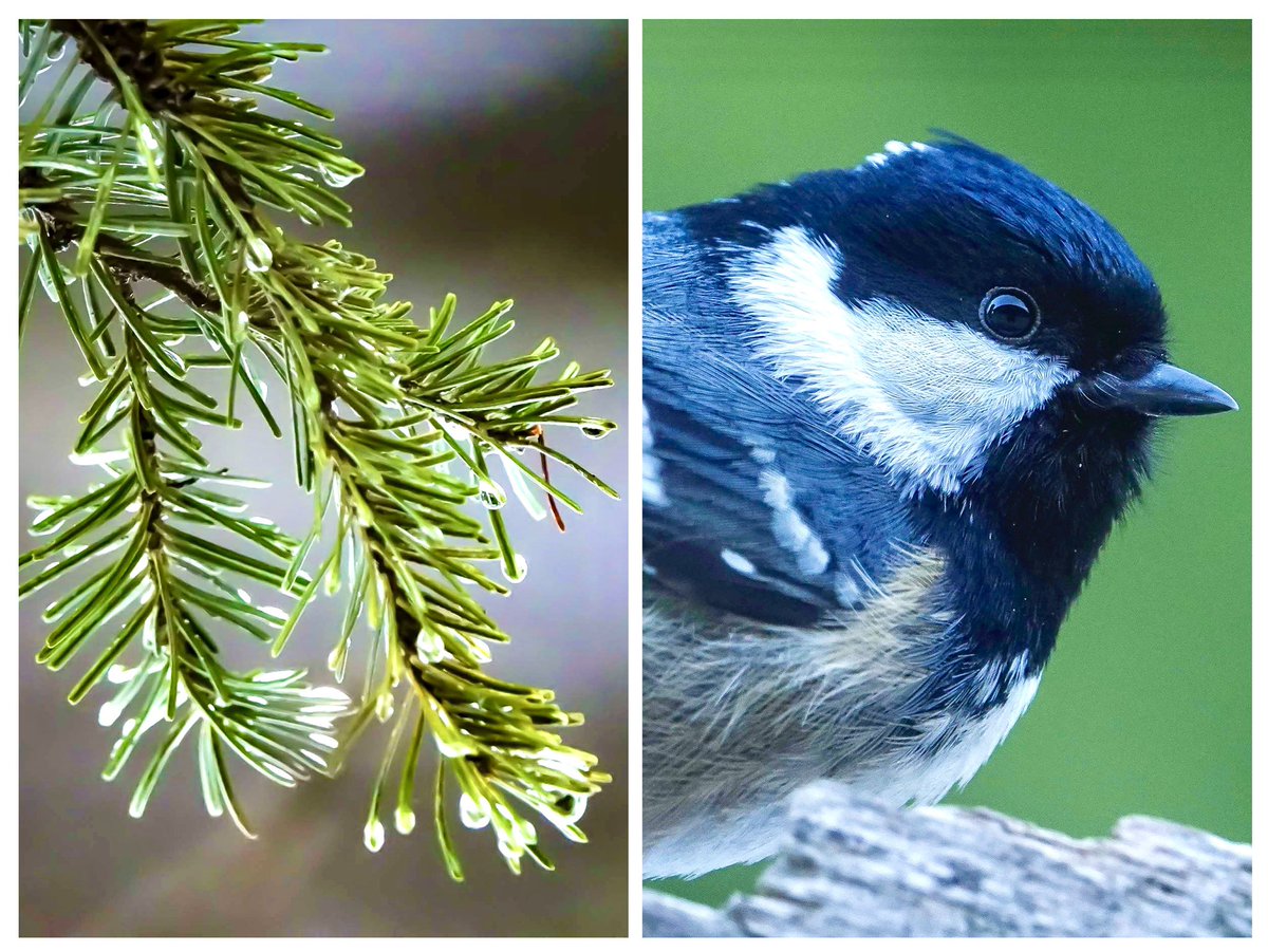 Uusi virkaan asetettu ympäristö ja ilmastoministeri toistaa metsäyhtiöiden lobbareilta opittua mantraa.. metsiä kasvaa enemmän kuin sitä kaadetaan, ei tiedä hyvää tulevaisuuden kestävälle metsänkäytölle ja luonnon monimuotoisuudelle.