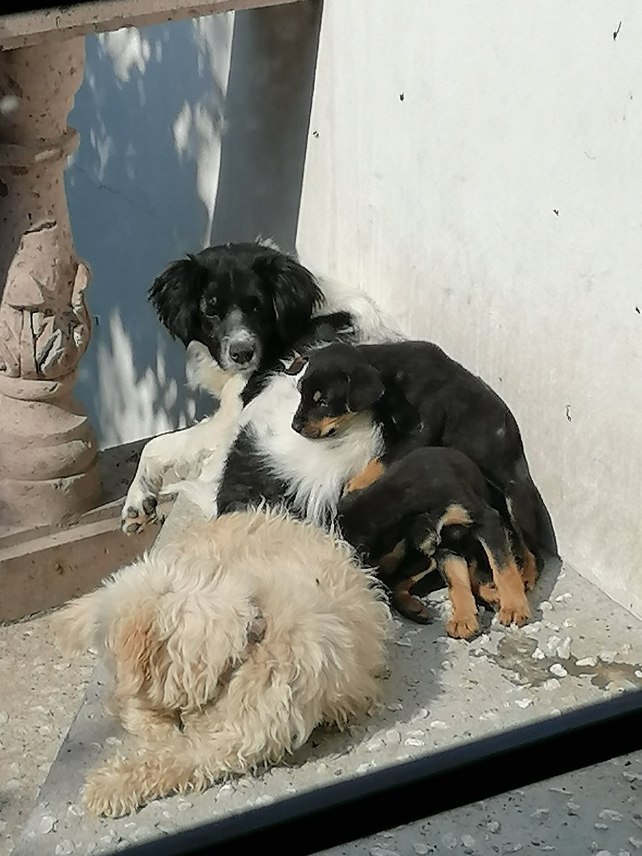 Son lindos, son fieles y cariñosos, si no es suficiente. Considero que mejor tengas a una piedra de mascota