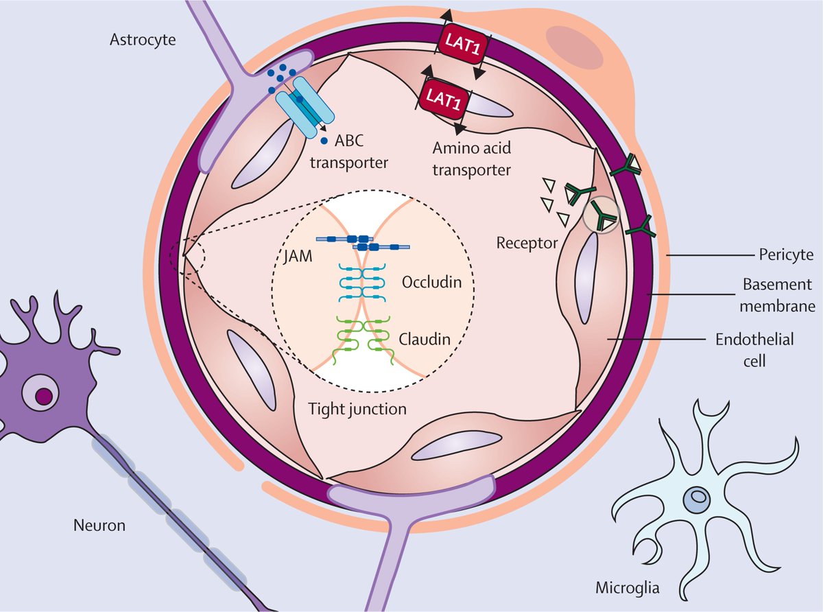 The Lancet (@thelancet) on Twitter photo The blood-brain barrier prevents harmful substances from reaching the brain.
However, it can also make it hard to deliver medications to treat brain disorders.
In <a href="/TheLancetNeuro/">The Lancet Neurology</a>, authors discuss challenges around the therapeutic delivery to the brain: hubs.li/Q033JkjD0 The blood-brain barrier prevents harmful substances from reaching the brain.
However, it can also make it hard to deliver medications to treat brain disorders.
In <a href="/TheLancetNeuro/">The Lancet Neurology</a>, authors discuss challenges around the therapeutic delivery to the brain: hubs.li/Q033JkjD0