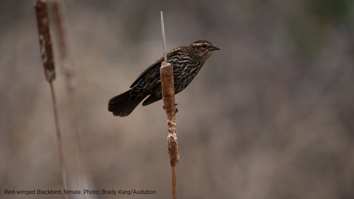 Feeling like winter will never end? We’ve got good news! Red-winged Blackbirds, which are among the first birds to return to Michigan each spring, have already been spotted in wetlands across the southern Lower Peninsula! #WetlandsWednesday