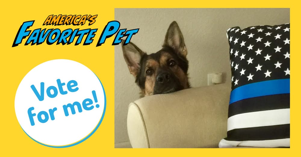 k9danka's tweet photo. Weโre still in 4th!! Please keep voting and sharing! Only the Top 15 move on after today's votes ๐พ๐๐พ #k9 #K9Danka #k9team #k9partner #workingdog #americasfavoritepet2025 #gsd https://t.co/veO1XZBb06