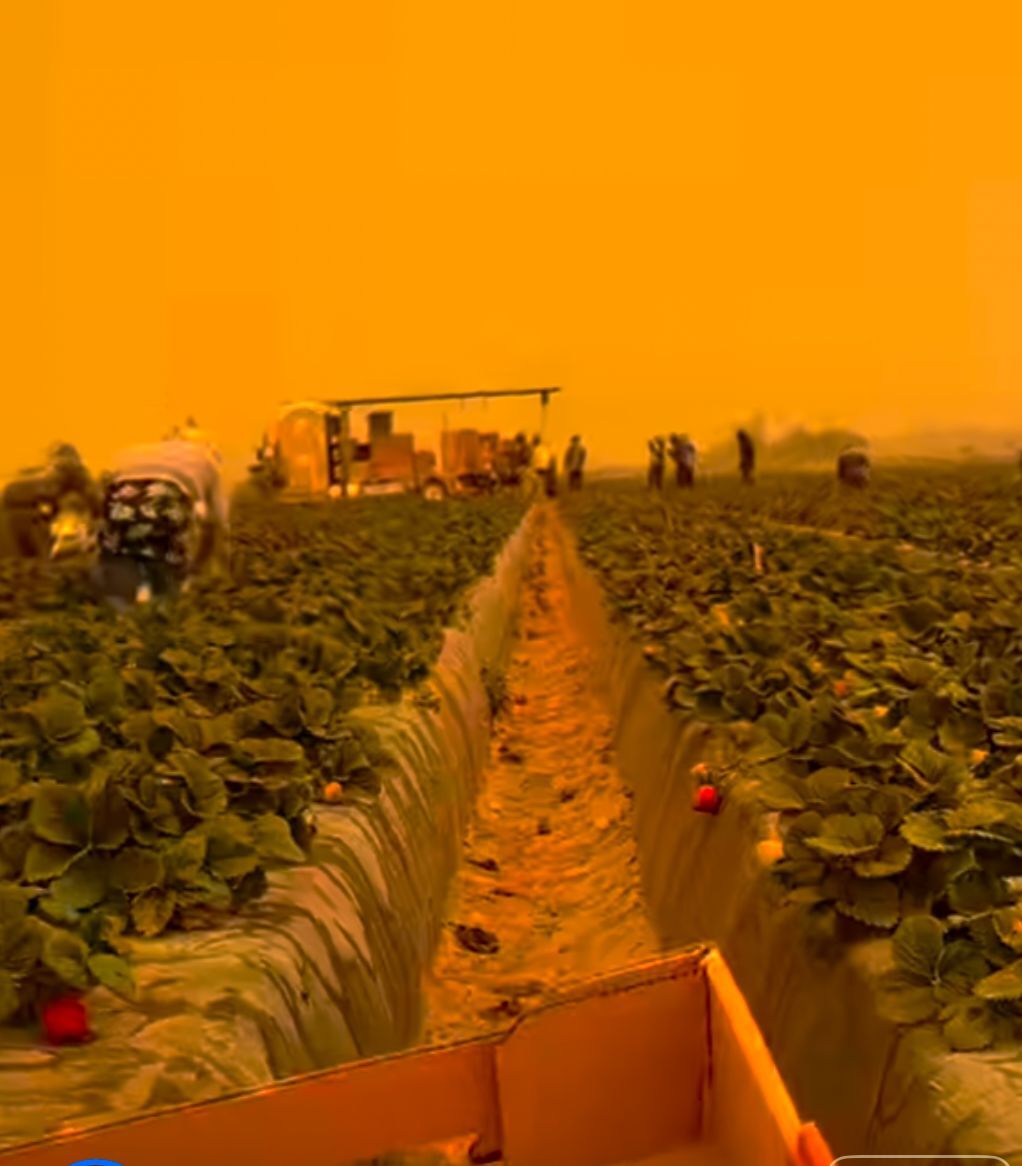 United Farm Workers tweet media