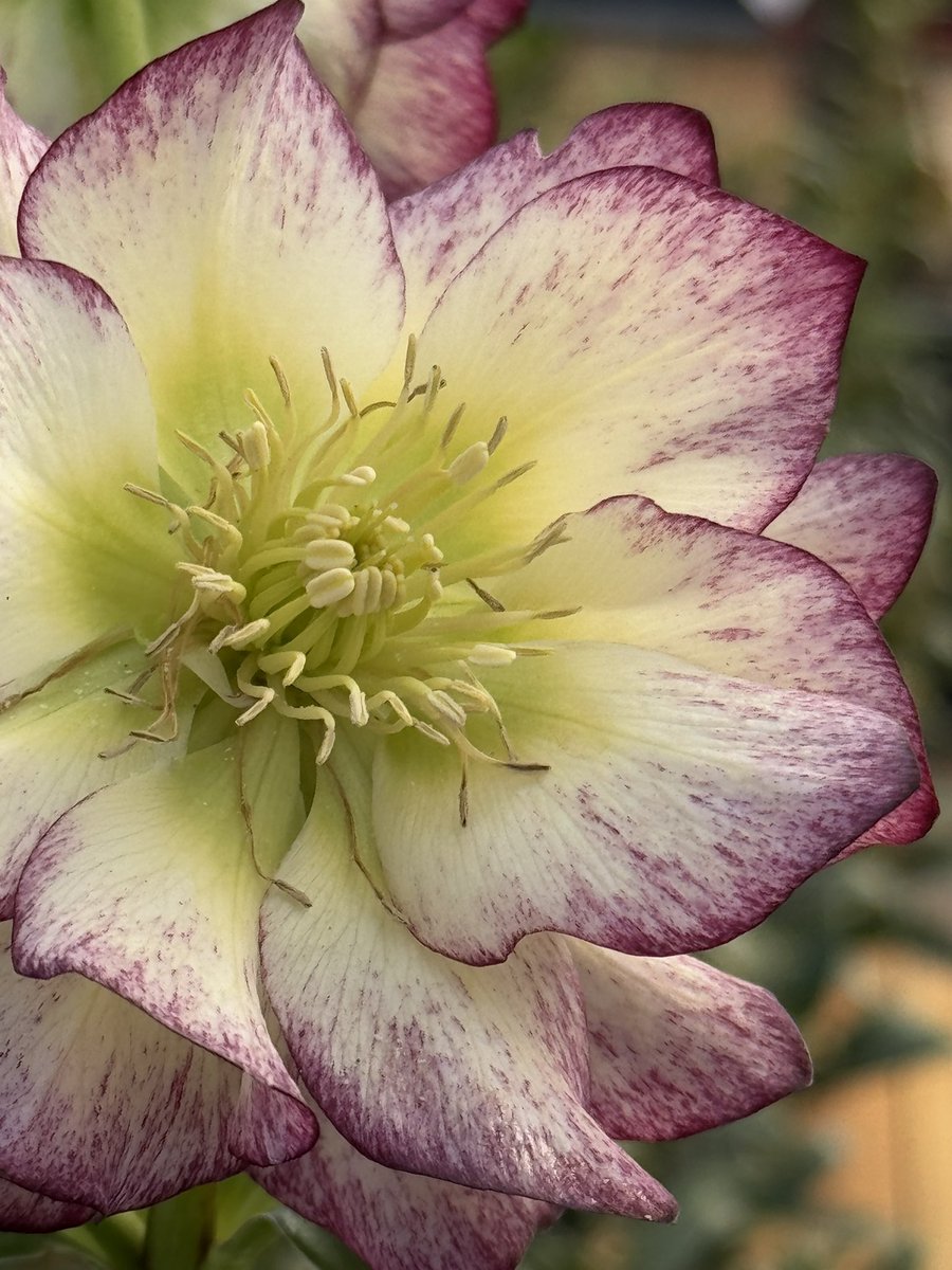 Life is short. Plant a hellebore. That is all 😀