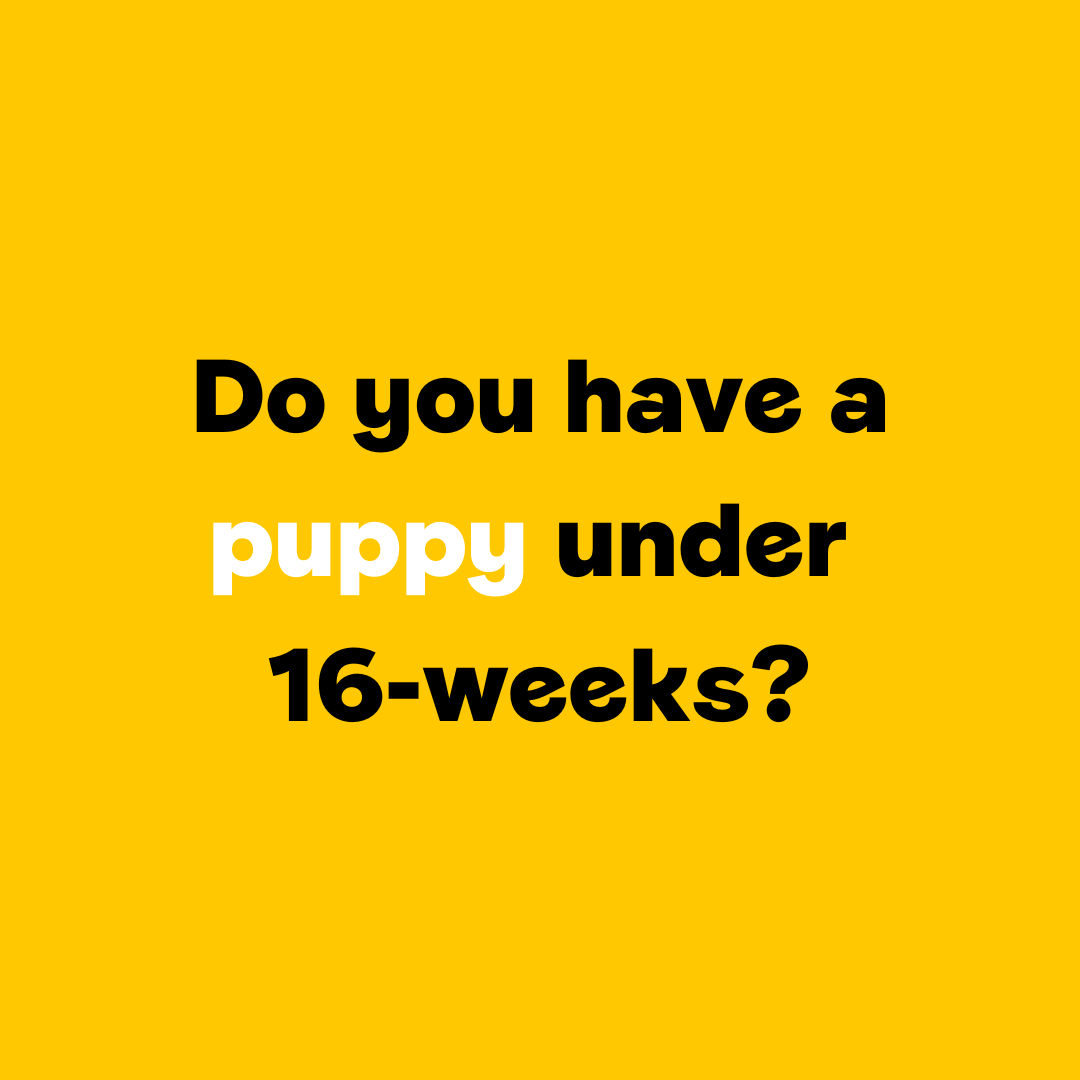 Generation Pup tweet media