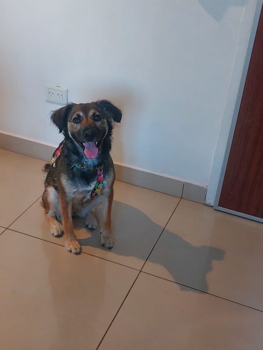 anitaju's tweet photo. @kdmapi Mi bebé 🐶🦴 https://t.co/LeZyoeOA6n