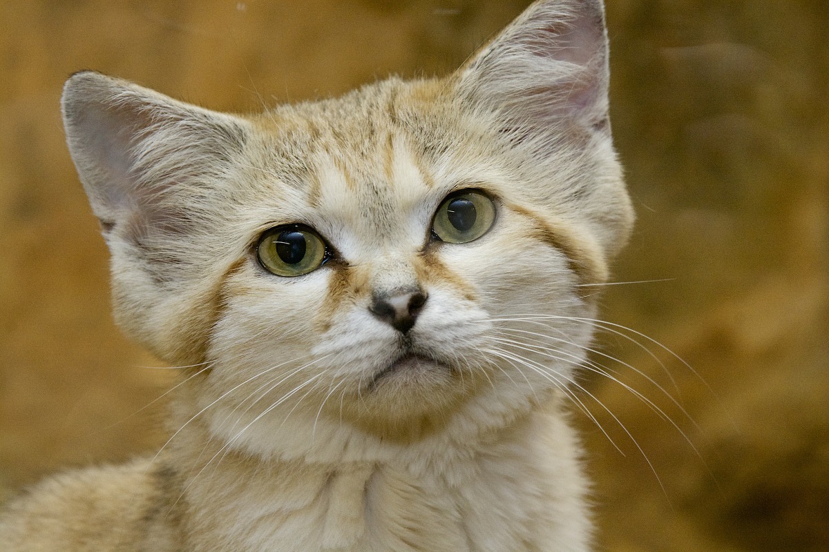 RealmOfAnimals's tweet photo. Have you heard about the enchanting sand cat? 🌵🐱 These adorable feline adventurers thrive in the harshest deserts, seamlessly blending into sandy landscapes with their dune-colored fur! 😻✨ #SandCat #DesertExplorer https://t.co/ty4y0wF2h0
