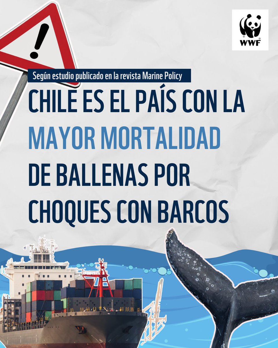 📢🚨El estudio publicado en la revista Marine Policy, arrojó que, de las 226 ballenas muertas varadas registradas en la costa de Chile, el 28% se atribuyó a colisiones, seguido de un 7% a enmallamientos y un 3% a depredación natural.