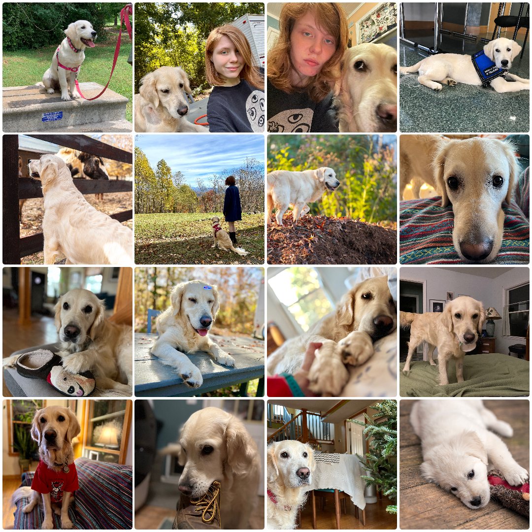 happy 6th birthday to Clementine, my service dog dropout, cancer survivor, and the smartest dog I’ve ever known
