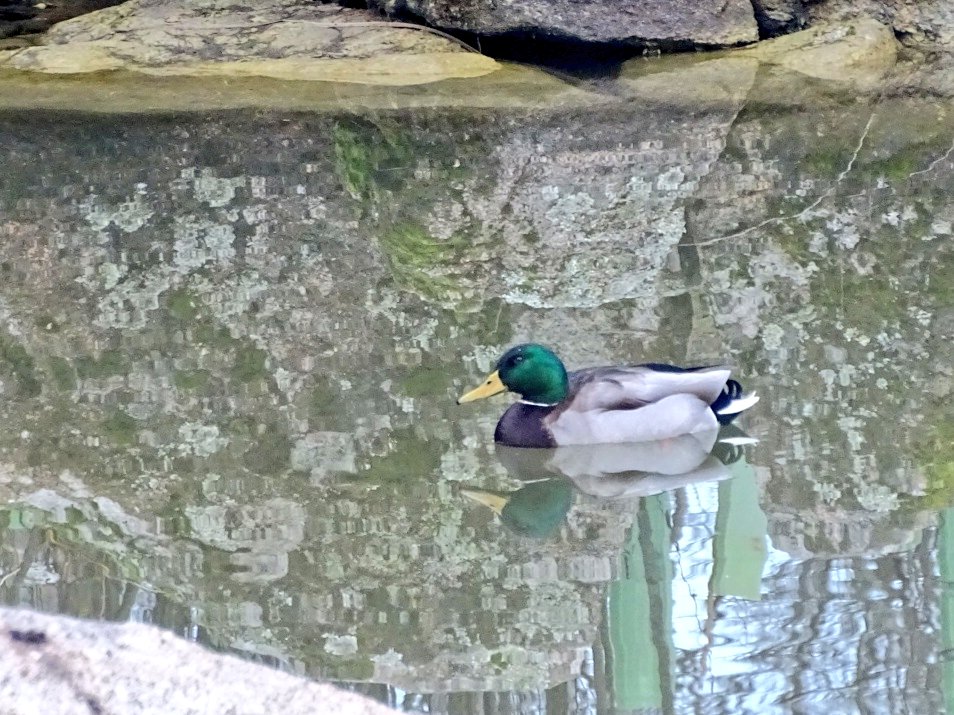Hoy, en <a href="/PF_Valdebebas/">Parque Forestal Valdebebas - Felipe VI</a> (Madrid): Zorzal alirrojo, Carbonero común, Pito ibérico y Ánade azulón ¡Mañana viernes!