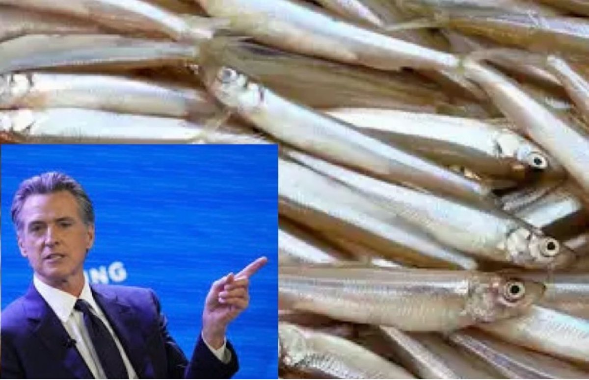 Governor Newsom <a href="/GavinNewsom/">Gavin Newsom</a> and Democrat politicians send MILLIONS of gallons of water into the Pacific Ocean yearly because of a fish called the Delta Smelt. 

This fish USED TO LIVE (and wait till you read this) in the San Francisco estuary, mostly in the Sacramento-San